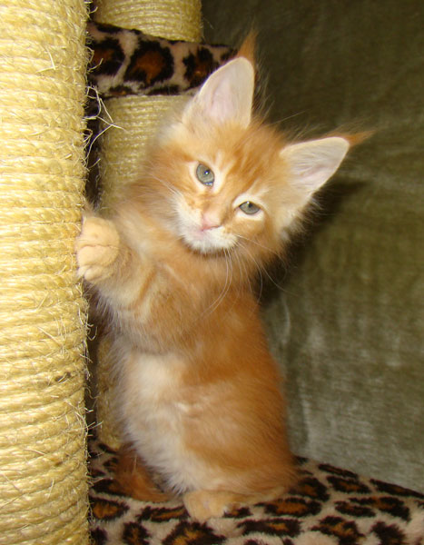     Catsvill County!   !    !       !!!    Catsvill County +7-926-544-74-09     .   ,   ,   ,    ,   ,  ,     ,   -,    ,   !